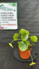 PVVERTP3LPIP Pilea Peperomioides (Monnaie Chinoise) 3L