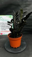 PVVERTP3LZAZR Zamioculcas Zamiifolia Raven (Plante ZZ) 3L