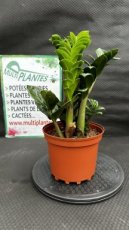 PVVERTP3LZAZZ Zamioculcas Zamiifolia Zenzi (Plante ZZ) 3L