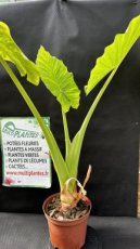 PVVERTP5LALM Alocasia Macrorrhiza (Oreille d'Eléphant) 5L