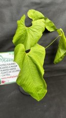 PVVERTP5LANCGS Anthurium Cupulispathum Green Sinus 5L