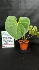 PVVERTP5LANH Anthurium Huixtlense 5L