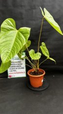 PVVERTP5LANL Anthurium Longistrorsum 5L