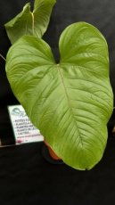 PVVERTP5LANPR Anthurium Propinquum 5L