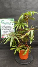 Begonia Luxurians 5L