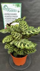 PVVERTP5LCAM Calathea Makoyana 5L