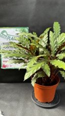 PVVERTP5LCAR Calathea Rufibarba 5L