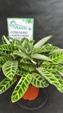 PVVERTP5LCAZ Calathea Zebrina 5L