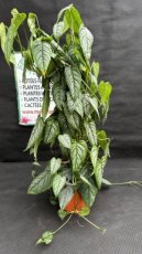 PVVERTP5LMOS Monstera Siltepecana (Plante Gruyère) (Sur Tuteur) 3L