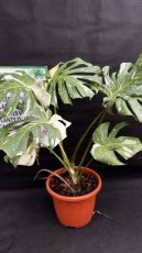 PVVERTP5LMOTC Monstera Thaï Constellation (Plante Gruyère) 5L