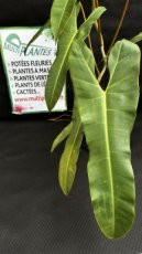 PVVERTP5LPHA Philodendron Atabapoense 5L