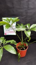 PVVERTP5LPHGO Philodendron Goeldii (Fun Bun) 5L