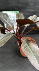 PVVERTP5LPHIR Philodendron Imperial Red 5L