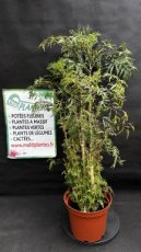 Polyscias Fruticosa Hawaiiana Ming (Aralia de Chine) 5L