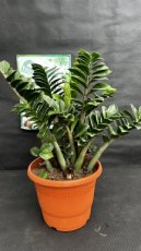 PVVERTP5LZAZZ Zamioculcas Zamiifolia Zenzi (Plante ZZ) 6L