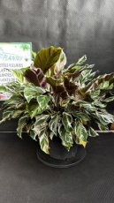 PVVERTP6LCAWF Calathea White Fusion 6L