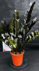 PVVERTP6LZAZR Zamioculcas Zamiifolia Raven (Plante ZZ) 6L