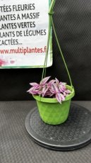 PVVERTS16TRZPP Tradescantia Zebrina Pink Paradise (Misère) S16