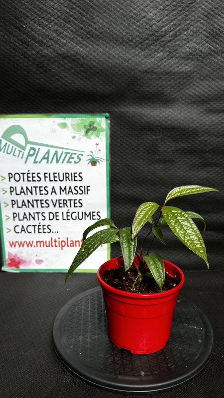 Anthurium Arisaemoides 1,5L - Multiplantes