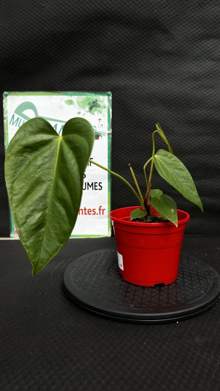 Anthurium Recavum x Recavum 1,5L - Multiplantes