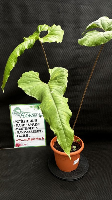 bonsai tree purchase online AVERGO Bonsai Tree Kit Classic - 5X Unique Japanese Bonzai Trees
